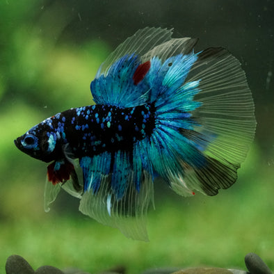 Black Base Galaxy Koi Halfmoon (Avatar) - 14 weeks old