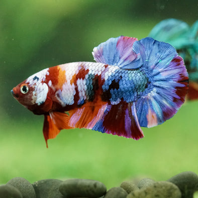 Multicolor/Galaxy Koi Plakat -16 weeks Old