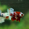 Multicolor/Galaxy Koi Plakat -13 weeks Old