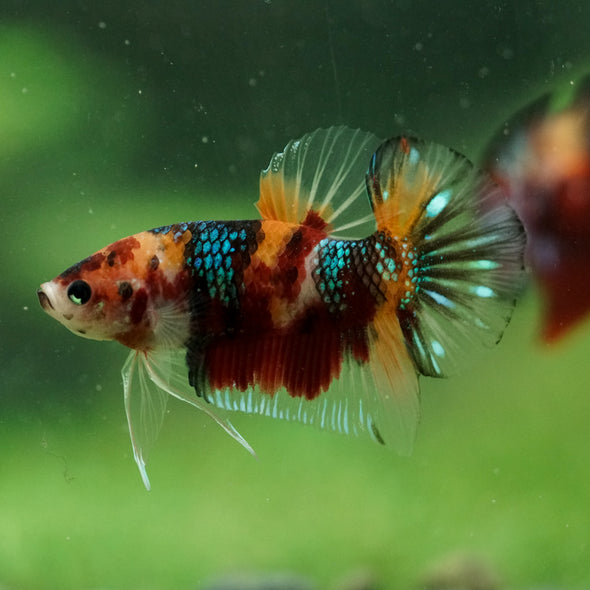 Multicolor/Galaxy Koi Plakat -16 weeks Old