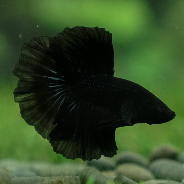 Black Halfmoon - 10 weeks old