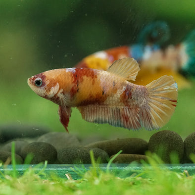 Multicolor/ Galaxy Koi Plakat- Female- 13 Weeks Old