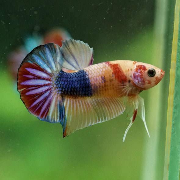 Multicolor/Galaxy Koi Plakat -10 weeks Old