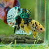 Multicolor/Galaxy Koi Plakat -16 weeks Old