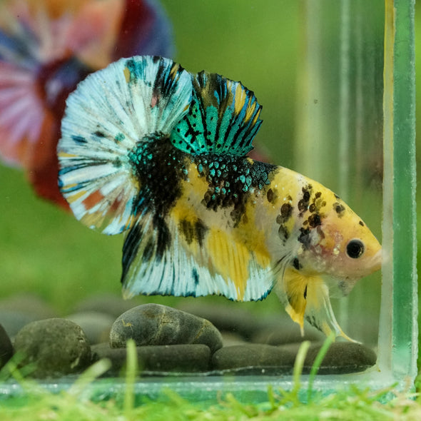 Multicolor/Galaxy Koi Plakat -16 weeks Old