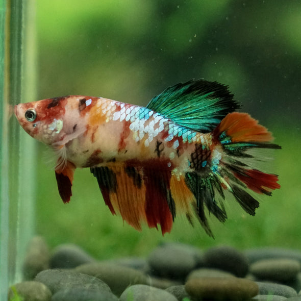 Multicolor/ Galaxy Koi Halfmoon- Female- 13 Weeks Old