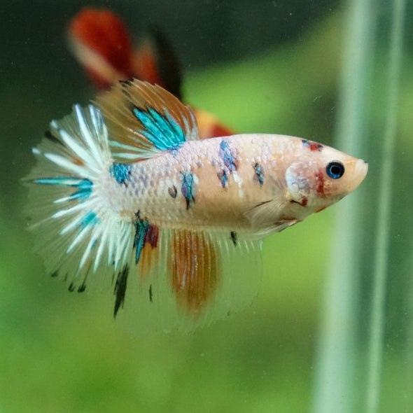Multicolor/ Galaxy Koi Halfmoon- Female- 13 Weeks Old