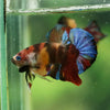 Multicolor/Galaxy Koi Plakat -16 weeks Old