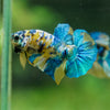 Multicolor/Galaxy Koi Plakat -13 weeks Old