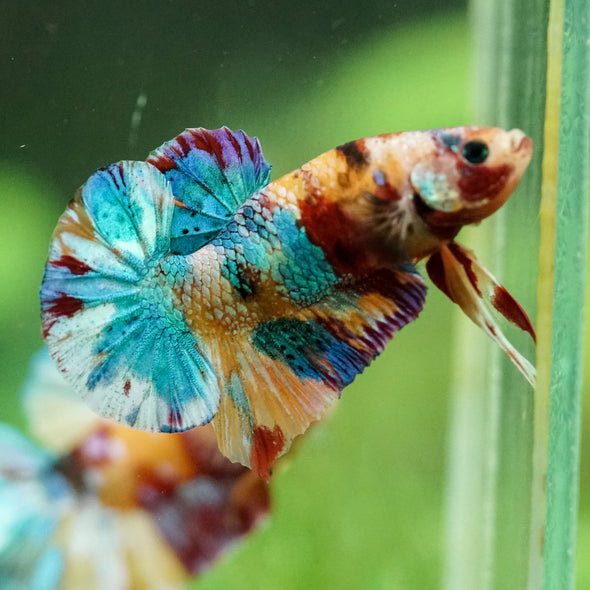 Multicolor/Galaxy Koi Plakat -15 weeks Old