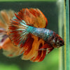 Galaxy/Candy Koi Halfmoon - 14 weeks old