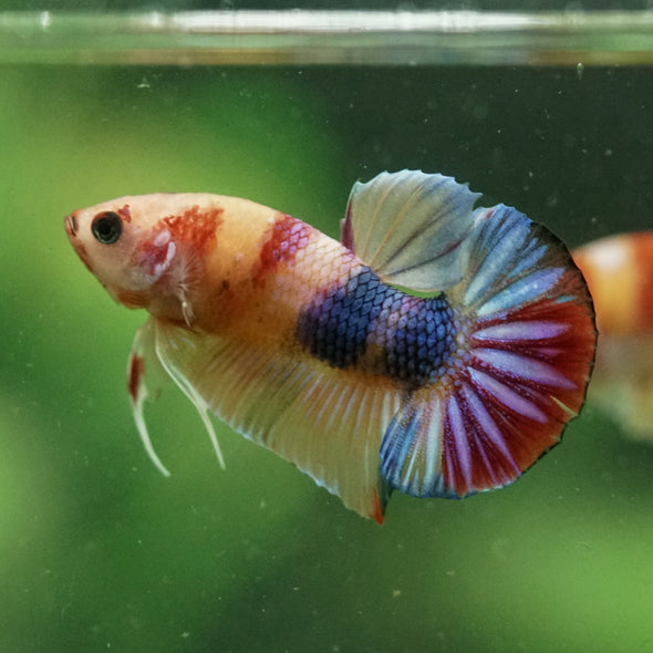 Multicolor/Galaxy Koi Plakat -10 weeks Old