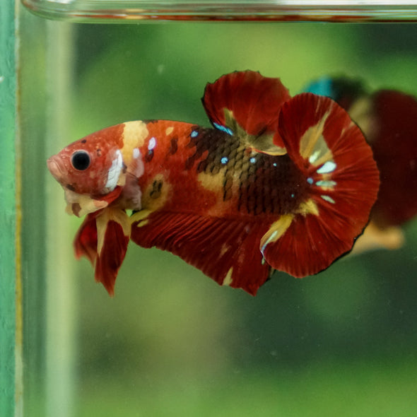 Multicolor/Galaxy Koi Plakat -13 weeks Old