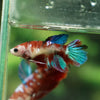Multicolor/ Galaxy Koi Halfmoon- Female- 13 Weeks Old