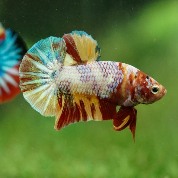 Multicolor/Galaxy Koi Plakat -16 weeks Old