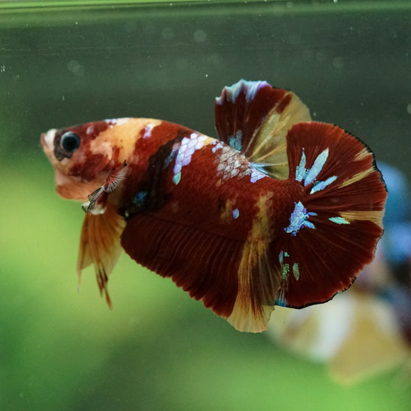Multicolor/Galaxy Koi Plakat -16 weeks Old