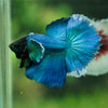 Dumbo Halfmoon - 10 weeks old