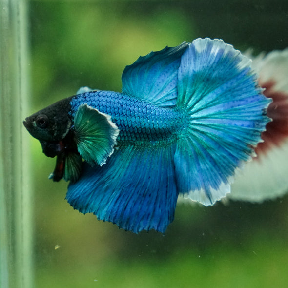 Dumbo Halfmoon - 10 weeks old