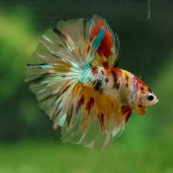 Galaxy/Candy Koi Halfmoon - 13 weeks old