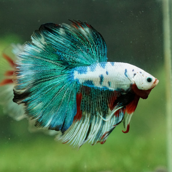 Galaxy/Candy Koi Halfmoon - 13 weeks old