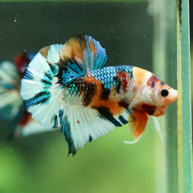 Multicolor/Galaxy Koi Plakat -16 weeks Old