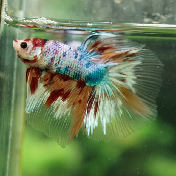 Galaxy/Candy Koi Halfmoon - 14 weeks old