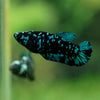 Black Galaxy Koi Plakat (Avatar) - Female- 13 Weeks Old