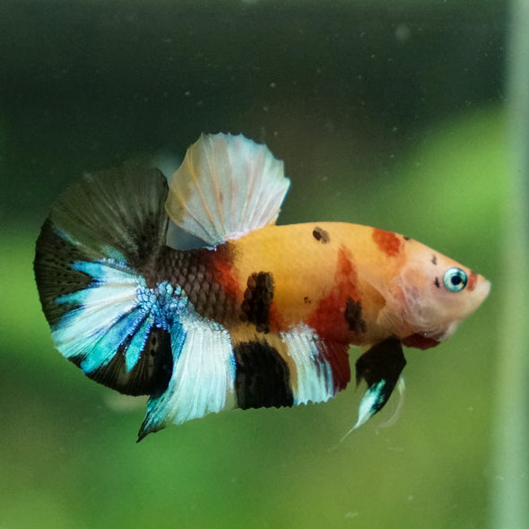 Multicolor/Galaxy Koi Plakat -11 weeks Old