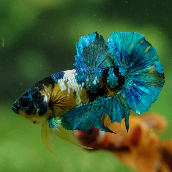 Multicolor/Galaxy Koi Plakat -13 weeks Old