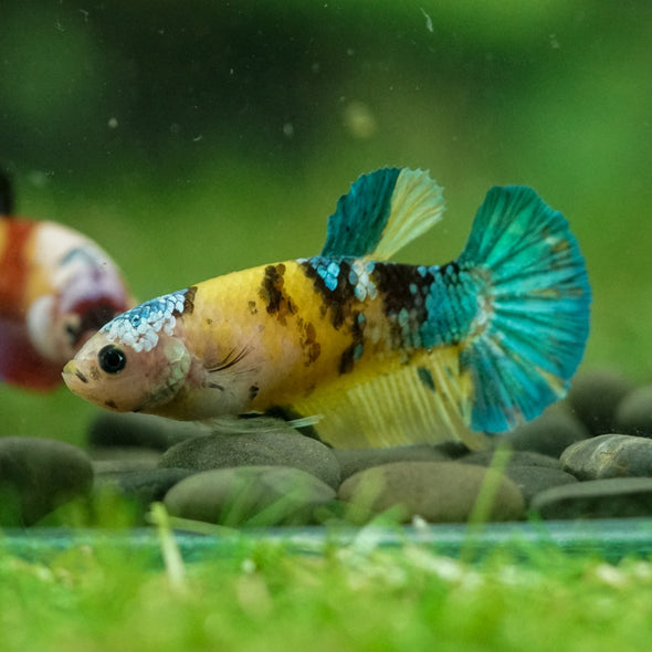 Multicolor/ Galaxy Koi Plakat- Female- 13 Weeks Old