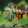 Galaxy/Candy Koi Halfmoon - 14 weeks old