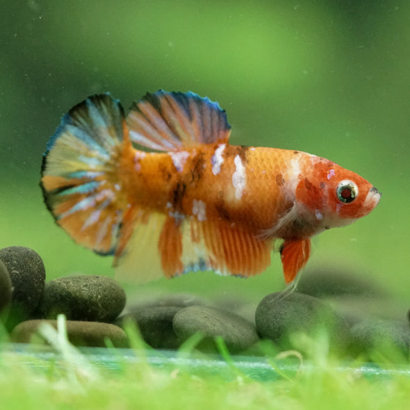 Multicolor/ Galaxy Koi Plakat- Female- 13 Weeks Old