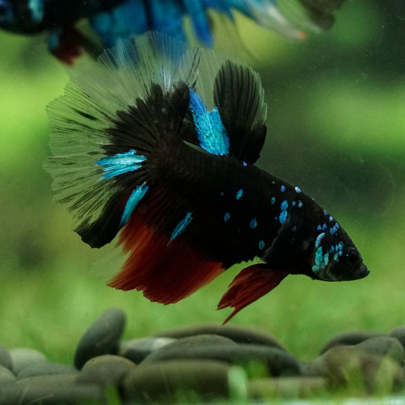 Black Base Galaxy Koi Halfmoon (Avatar) - 14 weeks old