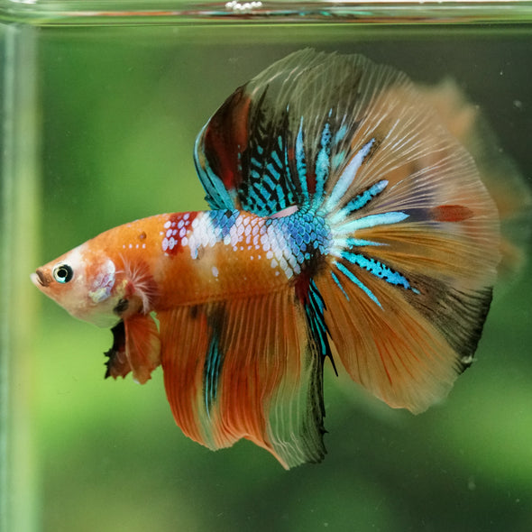 Galaxy/Candy Koi Halfmoon - 14 weeks old