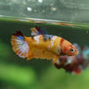 Multicolor/ Galaxy Koi Plakat - Female- 13 Weeks Old