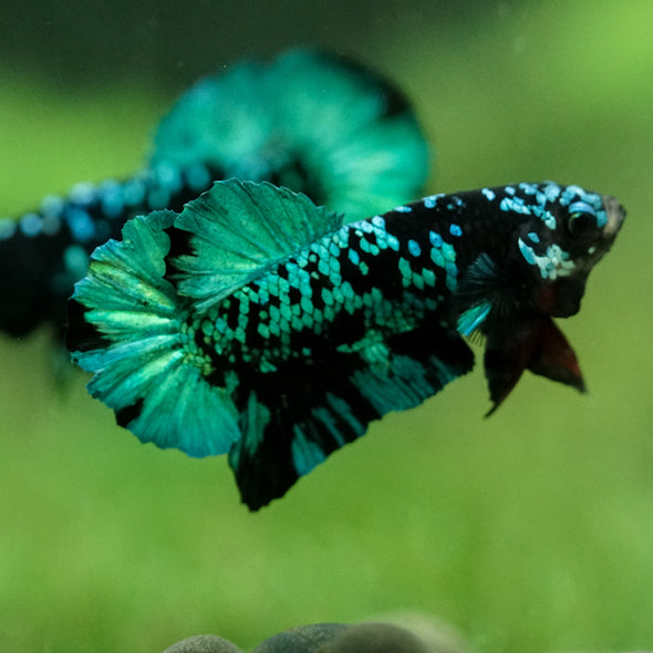 Black Koi Galaxy Plakat (Avatar) -10 weeks Old