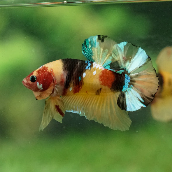 Multicolor/Galaxy Koi Plakat -13 weeks Old