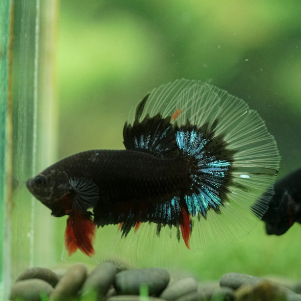 Black Base Galaxy/Candy Koi Halfmoon - 14 weeks old