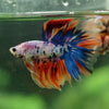 Galaxy/Candy Koi Halfmoon - 13 weeks old