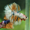 Galaxy/Candy Koi Halfmoon - 14 weeks old