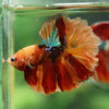 Galaxy/Candy Koi Halfmoon - 14 weeks old