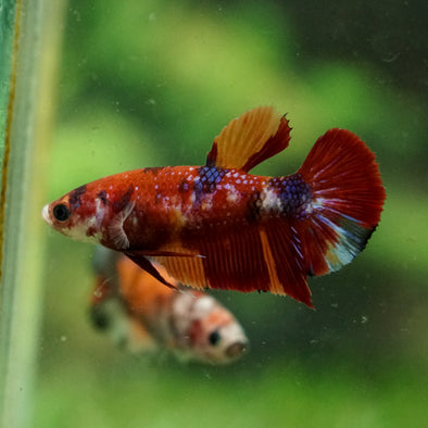 Multicolor/ Galaxy Koi Plakat- Female- 13 Weeks Old