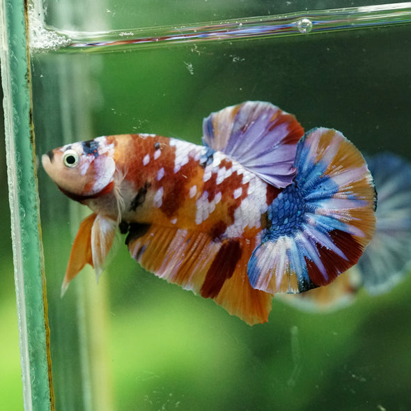 Multicolor/Galaxy Koi Plakat -14 weeks Old