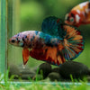 Multicolor/Galaxy Koi Plakat -16 weeks Old
