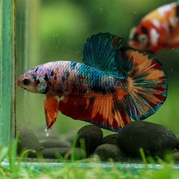 Multicolor/Galaxy Koi Plakat -16 weeks Old