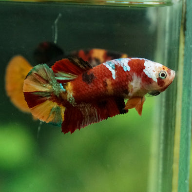 Multicolor/ Galaxy Koi Plakat - Female- 13 Weeks Old