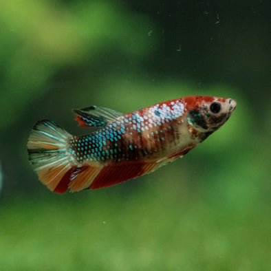 Multicolor/ Galaxy Koi Plakat- Female- 13 Weeks Old
