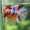 Galaxy/Candy Koi Halfmoon - 14 weeks old