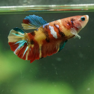 Multicolor/ Galaxy Koi Plakat- Female- 13 Weeks Old