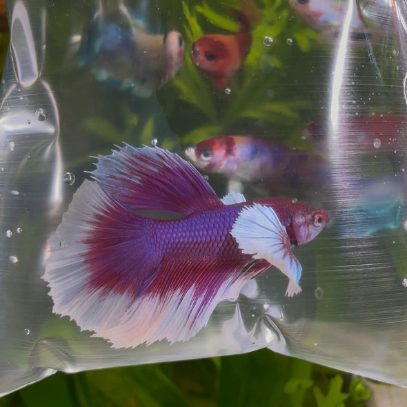Lavender Dumbo male - Customer’s request
